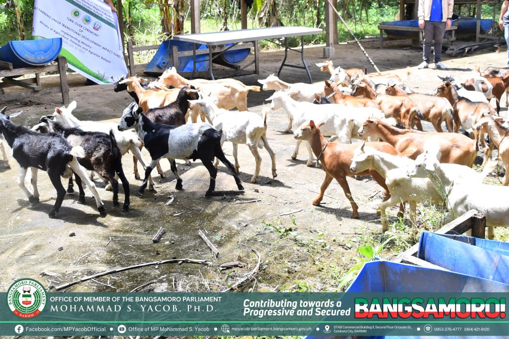 READ| The Office of the Member of Parliament (MP) Mohammad S. Yacob, Ph.D., has successfully turned over two (2) packages of goat farming to the identified beneficiaries from the municipalities of Talayan and Datu Abdullah Sangki, Maguindanao del Sur