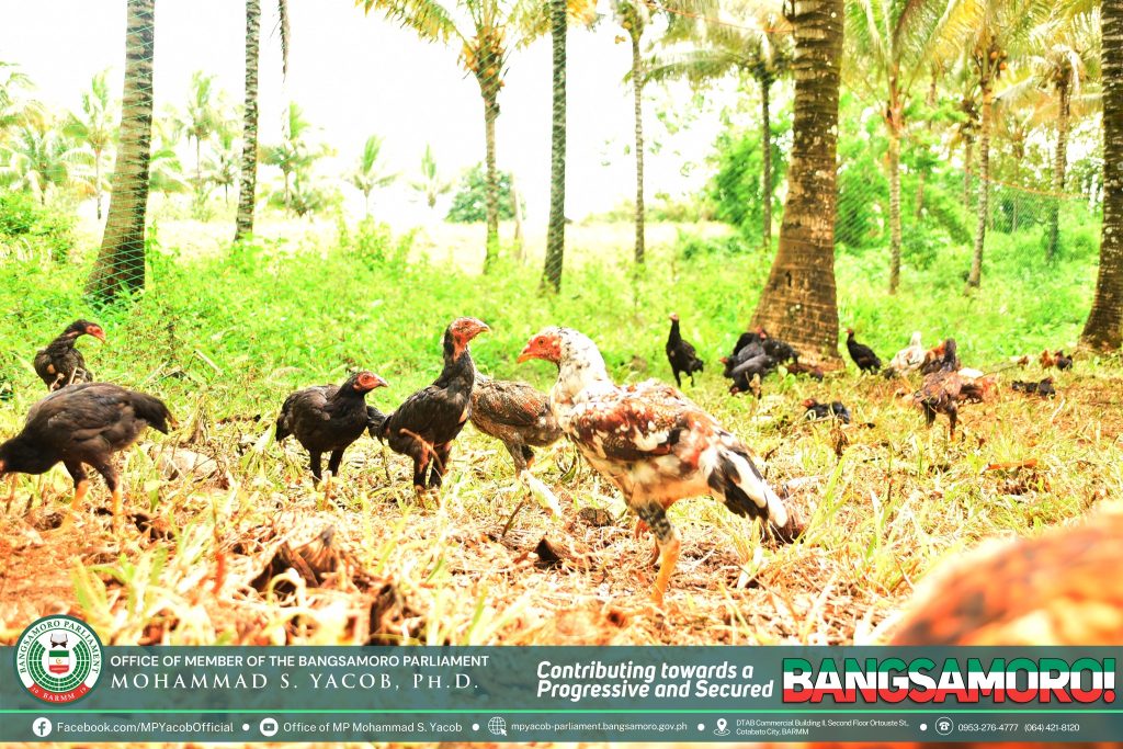 LOOK| The Office of the Member of Parliament (MP) Mohammad S. Yacob, Ph.D., in collaboration with the Ministry of Agriculture, Fisheries, and Agrarian Reform (MAFAR), has turned over four (4) packages of free-range chicken to the farmers and cooperat